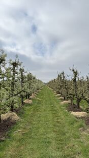 Peren & Patrijzen van VVV Biesboschlinie