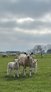 Peren & Patrijzen van VVV Biesboschlinie