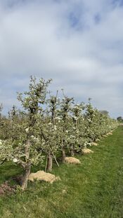 Peren & Patrijzen van VVV Biesboschlinie