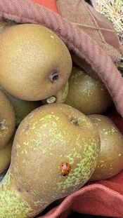 Peren & Patrijzen van VVV Biesboschlinie