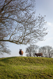 Schapen op de vestingwal, Woudrichem van VVV Biesboschlinie