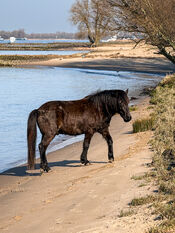 Paard in de Cloppenwaard van VVV Biesboschlinie