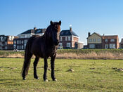 Paard in de Cloppenwaard van VVV Biesboschlinie