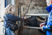 BiesboschLinie Foodtour - Buffelgaard Verschure van VVV Biesboschlinie