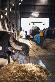 BiesboschLinie Foodtour - Buffelgaard Verschure van VVV Biesboschlinie