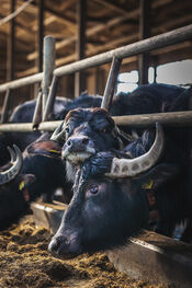 BiesboschLinie Foodtour - Buffelgaard Verschure van VVV Biesboschlinie