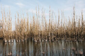 Natuur in Munnikenland van VVV Biesboschlinie