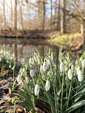 Sneeuwklokjesweekend Duyls Bos van VVV Biesboschlinie