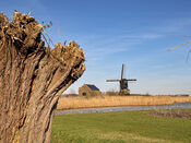 Uitwijkse molen van VVV Biesboschlinie
