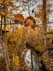 Herfst in het Duyls Bos van VVV Biesboschlinie