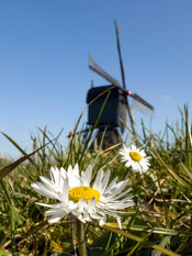 Noordeveldse Molen in de lente van VVV Biesboschlinie