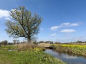 Kornsche Boezem van VVV Biesboschlinie