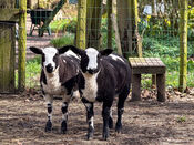 Lammetjes in Duyls Bos van VVV Biesboschlinie