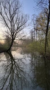 Almbos van VVV Biesboschlinie