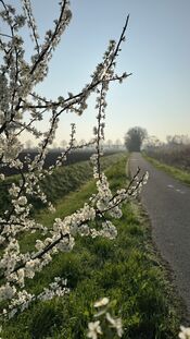 Bloesem in Uitwijk van VVV Biesboschlinie