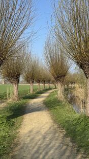 Almbos van VVV Biesboschlinie