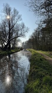 Almbos van VVV Biesboschlinie