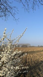 Bloesem in Uitwijk van VVV Biesboschlinie