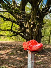 Kabouterroute Almbos van VVV Biesboschlinie