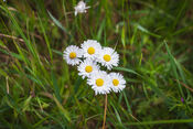 Bloemen in het Pompveld van VVV Biesboschlinie