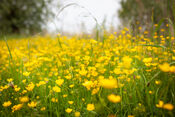 Bloemen in het Pompveld van VVV Biesboschlinie