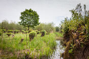 Pompveld van VVV Biesboschlinie