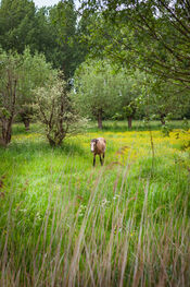 Paard bij het Pompveld van VVV Biesboschlinie