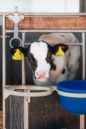 Kaasmakerij De Lange Hoeve van VVV Biesboschlinie
