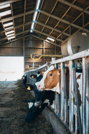 Kaasmakerij De Lange Hoeve van VVV Biesboschlinie