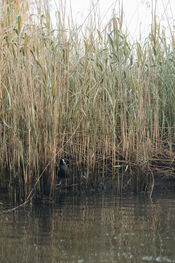 Vogel Biesbosch van VVV Biesboschlinie