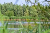 Kano&euml;n in de Biesbosch van VVV Biesboschlinie