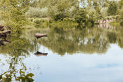 Eendenkooi Het Pompveld van VVV Biesboschlinie