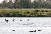 Beversafari van VVV Biesboschlinie