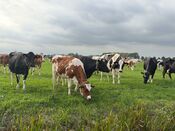 Koeien in de Biesboschlinie van VVV Biesboschlinie